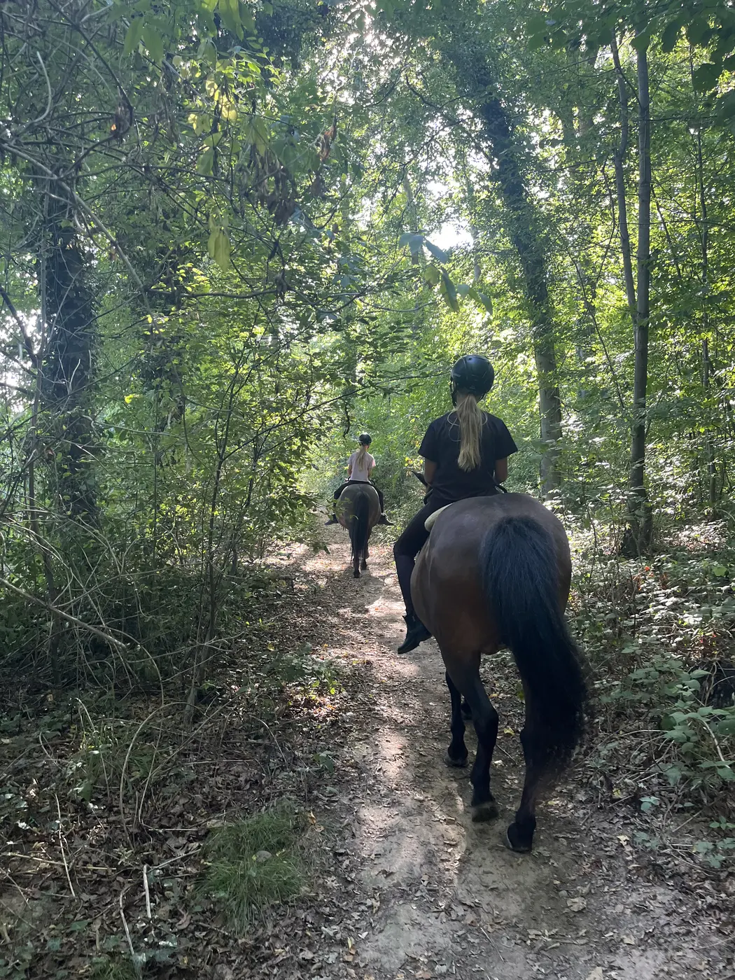 Ausritt mit Islandpferden auf einem Waldweg im Enzkreis